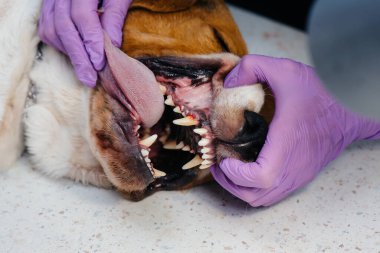 Modern bir veteriner kliniğinde güzel bir safkan köpeğe diş temizliği ve diş tedavisi verilir.