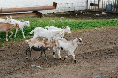 Çiftlikteki açık havada bir koyun ve keçi sürüsünü otlatmak. Sığır otlatma, hayvancılık. Sığır yetiştiriciliği