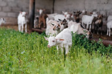 Çiftlikteki açık havada bir koyun ve keçi sürüsünü otlatmak. Sığır otlatma, hayvancılık. Sığır yetiştiriciliği