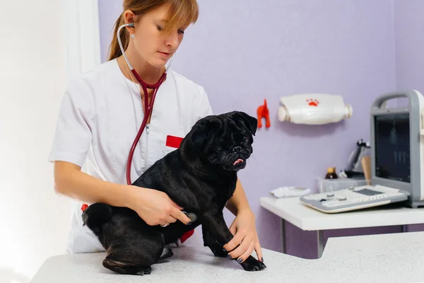 Perro Negro Pura Sangre Raza Dachshund Examinado Tratado Una Clínica — Foto de Stock