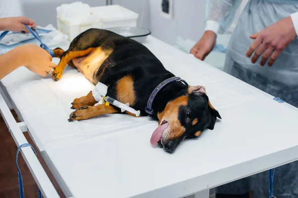 A Dachshund dog is preparing for surgery at a veterinary clinic. Anesthesia for the dog