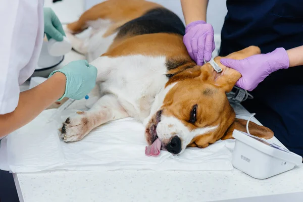Velký Pes Připravuje Operaci Veterinární Klinice Anestézie Pro Psa — Stock fotografie
