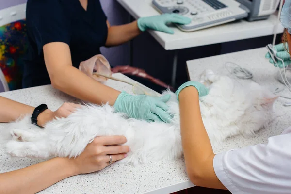 Moderní Veterinární Klinice Stole Provádí Ultrazvuk Krásné Bílé Kočky Veterinární — Stock fotografie