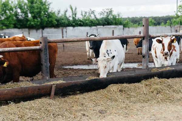 Raising cows for milk production on an industrial farm. Industrial farming farm . Animal husbandry and cow breeding