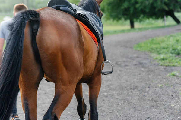 Hermoso Caballo Bien Arreglado Equipo Completo Pastando Una Granja Entre —  Fotos de Stock