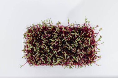 Topraklı bir tencerede beyaz bir arka planda mikro-yeşil pancar filizleri. Sağlıklı yemek ve yaşam tarzı