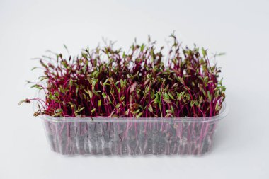 Topraklı bir tencerede beyaz bir arka planda mikro-yeşil pancar filizleri. Sağlıklı yemek ve yaşam tarzı