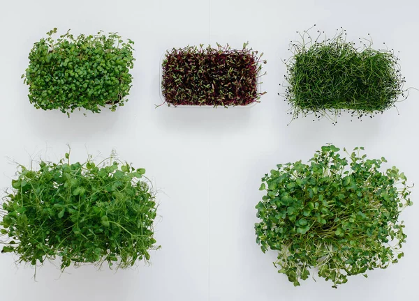 Verschillende Sudochki Kiemen Micro Greens Close Een Witte Achtergrond Gezonde — Stockfoto