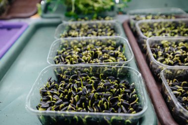 Serada sulu ve taze mikro yeşillik filizleri. Tohum yetiştirmek. Sağlıklı beslenme