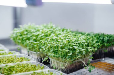 Serada sulu ve taze mikro yeşillik filizleri. Tohum yetiştirmek. Sağlıklı beslenme