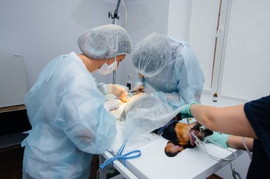 Dachshund cinsinden safkan bir köpek veteriner kliniğinde ameliyat edilir.