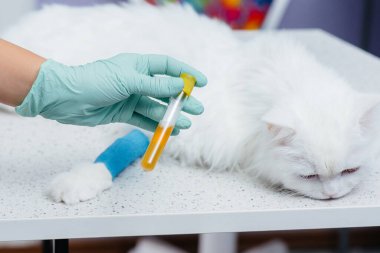 Yakın plan bir kediden alınan testlerle test tüpü..