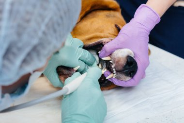 Modern bir veteriner kliniğinde güzel bir safkan köpeğe diş temizliği ve diş tedavisi verilir.