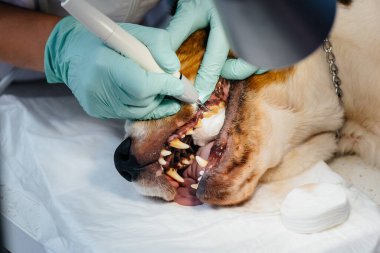 Modern bir veteriner kliniğinde güzel bir safkan köpeğe diş temizliği ve diş tedavisi verilir.