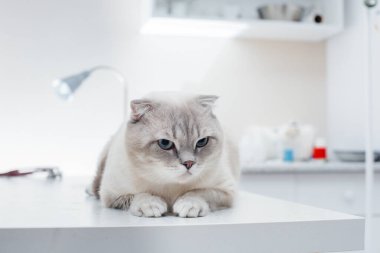 Modern bir veteriner kliniğinde, safkan bir kedi masada oturur. Veteriner Kliniği