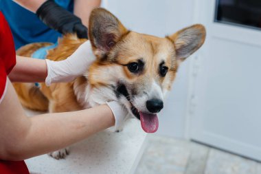 Modern bir veteriner kliniğinde safkan bir Corgi köpeği muayene edilir. Veteriner Kliniği