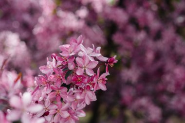 Bahar bahçesinde güzel, pembe çiçek açan elma ağacı. Tarım endüstrisi
