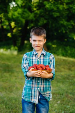 Küçük şirin bir çocuk büyük bir kutu olgun ve lezzetli çilekle ayakta duruyor. Hasat et. Olgun çilekler. Doğal ve lezzetli dut.