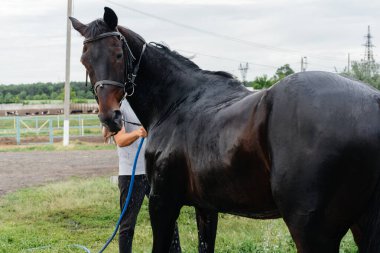 Genç bir adam, bir yaz günü çiftlikte safkan bir atı hortumla yıkıyor. Hayvancılık ve at yetiştiriciliği.