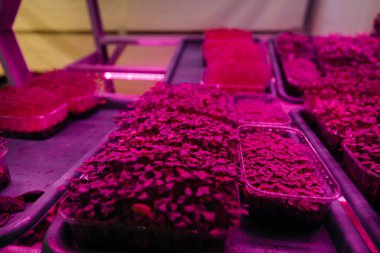 Serada sulu ve taze mikro yeşillik filizleri. Tohum yetiştirmek. Sağlıklı beslenme