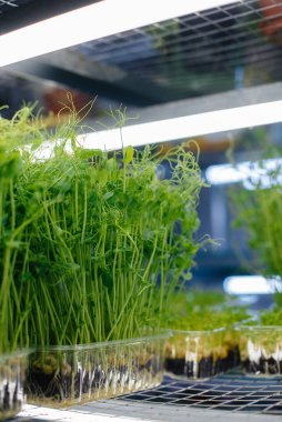 Serada sulu ve taze mikro yeşillik filizleri. Tohum yetiştirmek. Sağlıklı beslenme