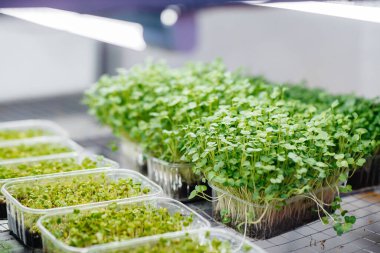 Serada sulu ve taze mikro yeşillik filizleri. Tohum yetiştirmek. Sağlıklı beslenme