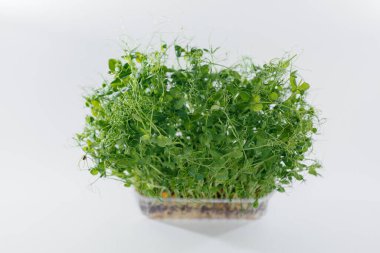 Mikro-yeşil bezelye filizleri, topraklı bir tencerede beyaz bir arka planda yakın plan olarak yetişir. Sağlıklı yemek ve yaşam tarzı