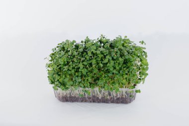 Mikro yeşil hardal, topraklı bir tencerede beyaz bir arka planda yakın plan filizlenir. Sağlıklı yemek ve yaşam tarzı