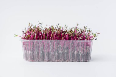 Topraklı bir tencerede beyaz bir arka planda mikro-yeşil pancar filizleri. Sağlıklı yemek ve yaşam tarzı