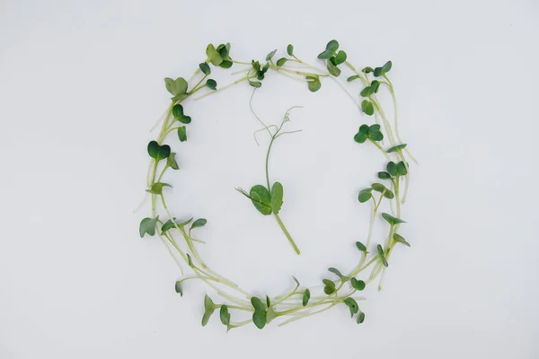 Micro Groene Spruiten Close Een Witte Achtergrond Met Vrije Ruimte — Stockfoto