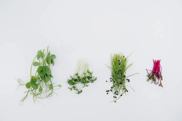 Micro Groene Spruiten Close Een Witte Achtergrond Met Vrije Ruimte — Stockfoto