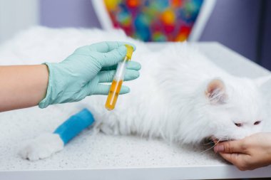 Modern bir veteriner kliniğinde safkan bir kedi muayene edilir ve masada tedavi edilir. Veteriner Kliniği