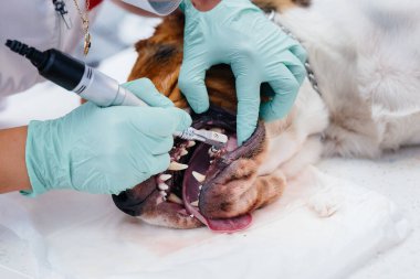 Modern bir veteriner kliniğinde güzel bir safkan köpeğe diş temizliği ve diş tedavisi verilir.