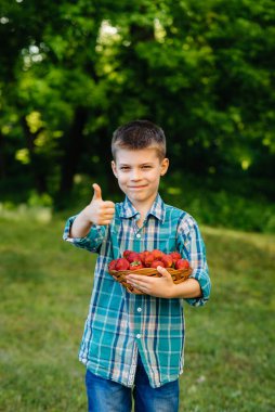 Küçük şirin bir çocuk büyük bir kutu olgun ve lezzetli çilekle ayakta duruyor. Hasat et. Olgun çilekler. Doğal ve lezzetli dut.