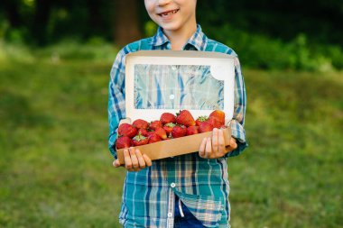 Küçük şirin bir çocuk büyük bir kutu olgun ve lezzetli çilekle ayakta duruyor. Hasat et. Olgun çilekler. Doğal ve lezzetli dut.