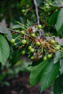 Bahçedeki bir ağaca yakın duran büyük yeşil kiraz kümeleri. Lezzetli kiraz hasadı.