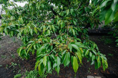 Bahçedeki bir ağaca yakın duran büyük yeşil kiraz kümeleri. Lezzetli kiraz hasadı.