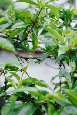 Yeşil şeftaliler bir ağaca yakın.