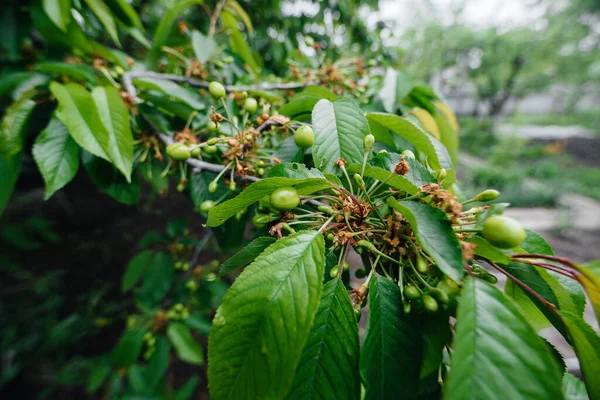 Grandes Racimos Cerezas Verdes Cerca Árbol Jardín Cosecha Deliciosas Cerezas —  Fotos de Stock