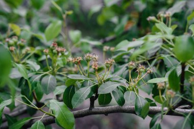 Ağaçların dallarında büyüyen yeşil armutlar.