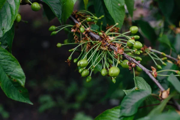 초록빛 열매들 정원에 나무에 가까이 있습니다 맛있는 열매를 수확하는 — 스톡 사진