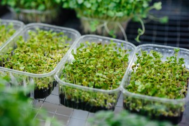 Serada sulu ve taze mikro yeşillik filizleri. Tohum yetiştirmek. Sağlıklı beslenme