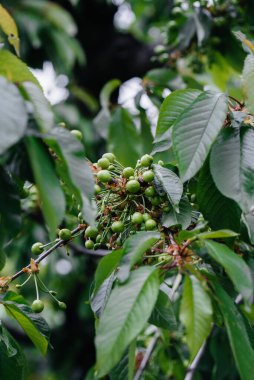 Bahçedeki bir ağaca yakın duran büyük yeşil kiraz kümeleri. Lezzetli kiraz hasadı.