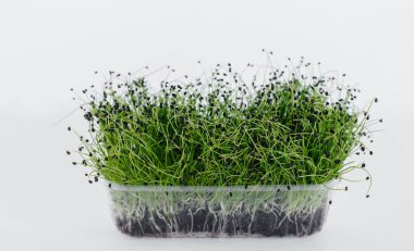 Mikro-yeşil soğan, topraklı bir tencerede beyaz bir arka planda yakın plan filizlenir. Sağlıklı yemek ve yaşam tarzı