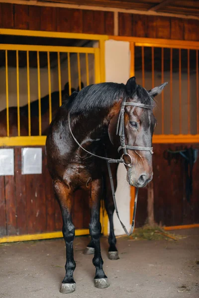 Garanhão Raça Pura Close Estábulo Rancho Criação Animais Criação Cavalos — Fotografia de Stock