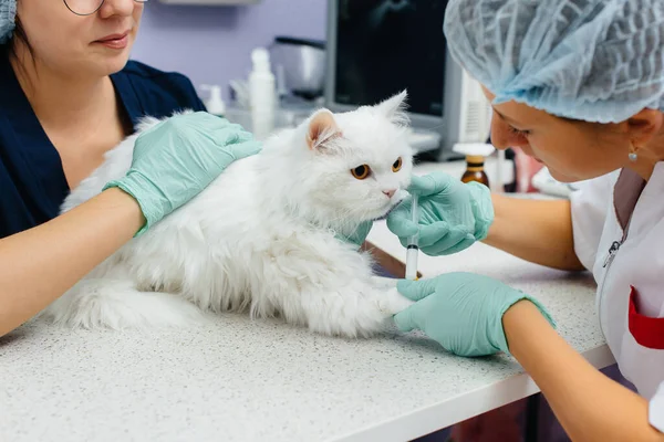 현대의 수의학 진료소에서는 고양이를 검사하여 식탁에서 합니다 수의학 클리닉 — 스톡 사진