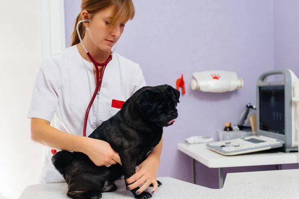 ダックスフント種のサラブレッドの黒い犬が獣医の診療所で検査され治療される 獣医学 — ストック写真