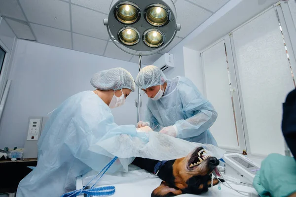 Cão Puro Sangue Raça Dachshund Operado Uma Clínica Veterinária — Fotografia de Stock
