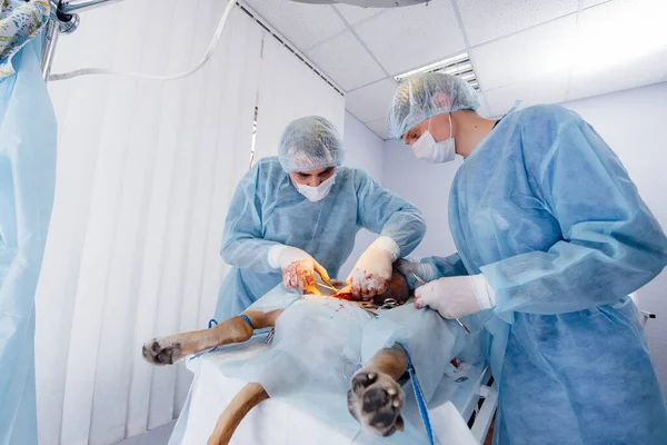 在现代兽医诊所里 为了挽救一只大狗的生命 进行了一项手术 外科和医学 — 图库照片