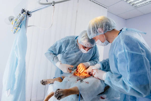 在现代兽医诊所里 为了挽救一只大狗的生命 进行了一项手术 外科和医学 — 图库照片